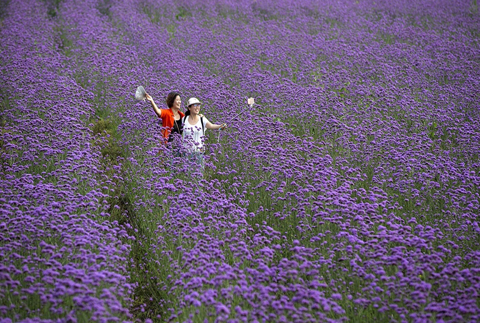 淮安薰衣草庄园