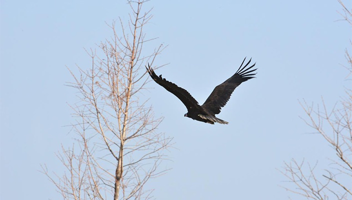 白马湖湿地开展救助野生鸟类放飞活动