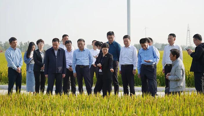 市领导带队调研全市优质稻米产业发展情况