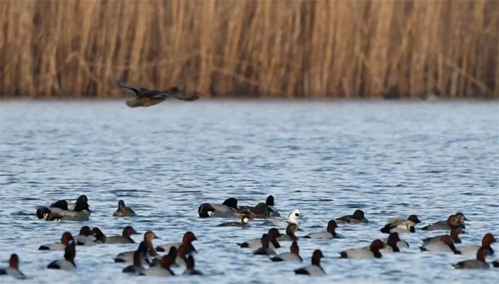 今天，国家一级保护动物“小鹫一号”在白马湖重返蓝天！